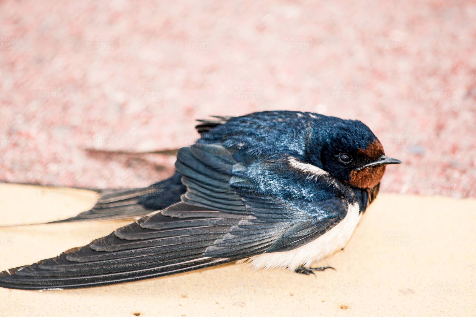 地上的燕子图片