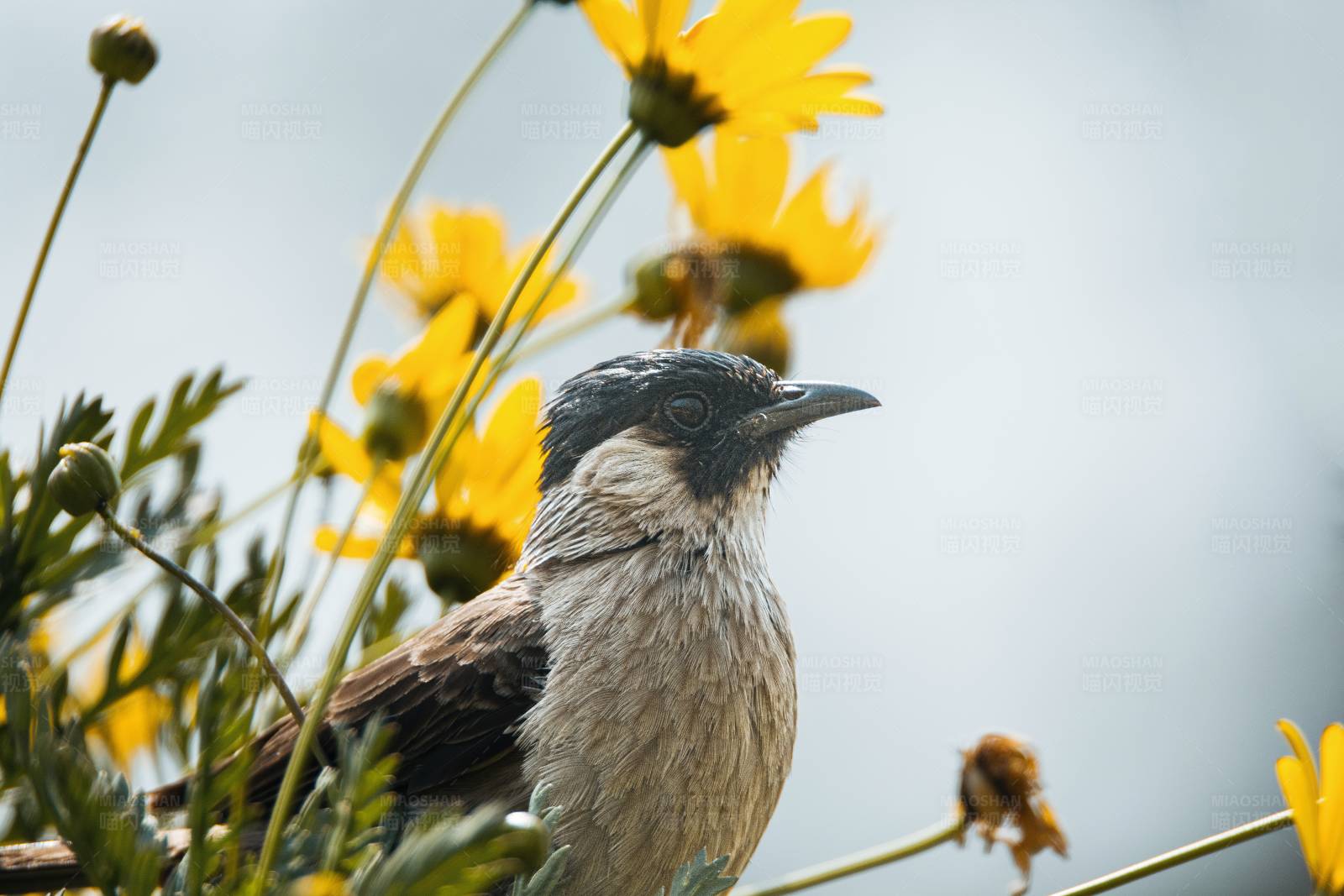 鸟与黄花图片