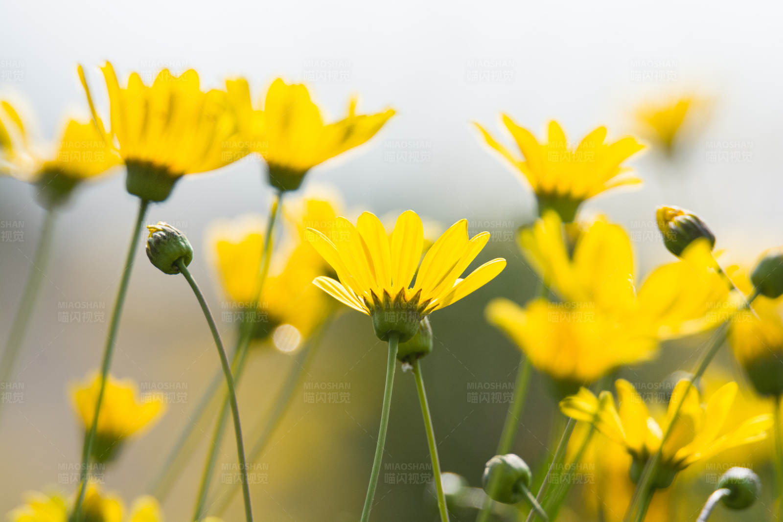 黄色花朵的春天图片
