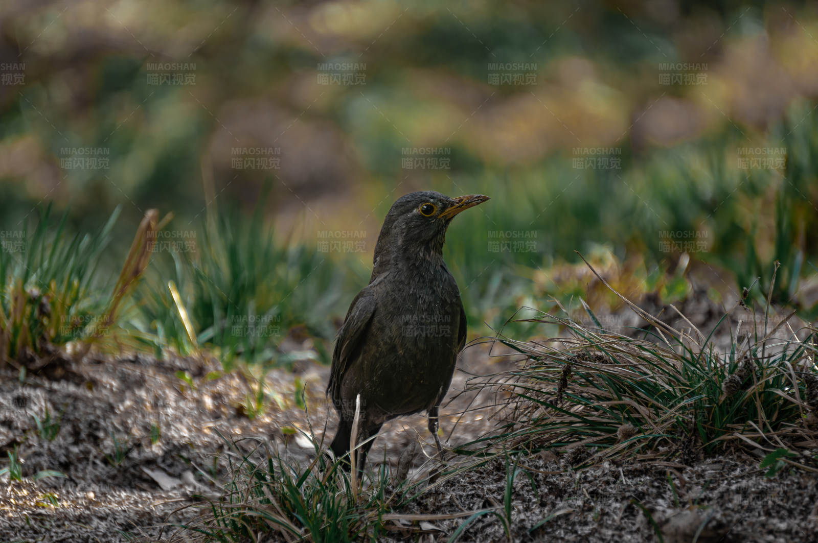 草地上的小鸟图片