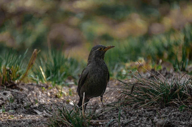 草地上的小鸟图片