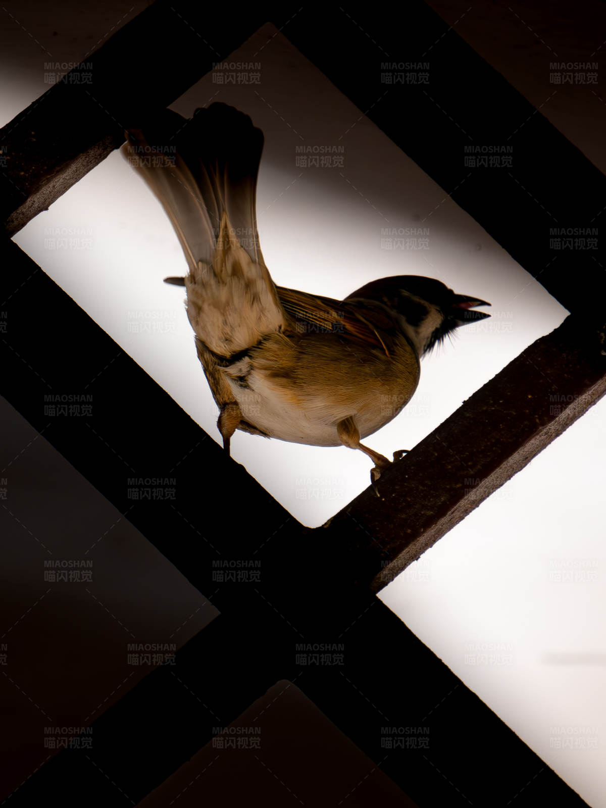 鸟儿栖息在几何框架中图片