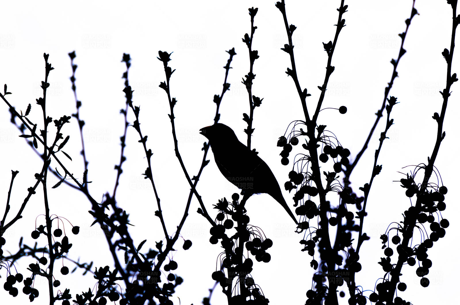 鸟儿栖息在树枝上图片