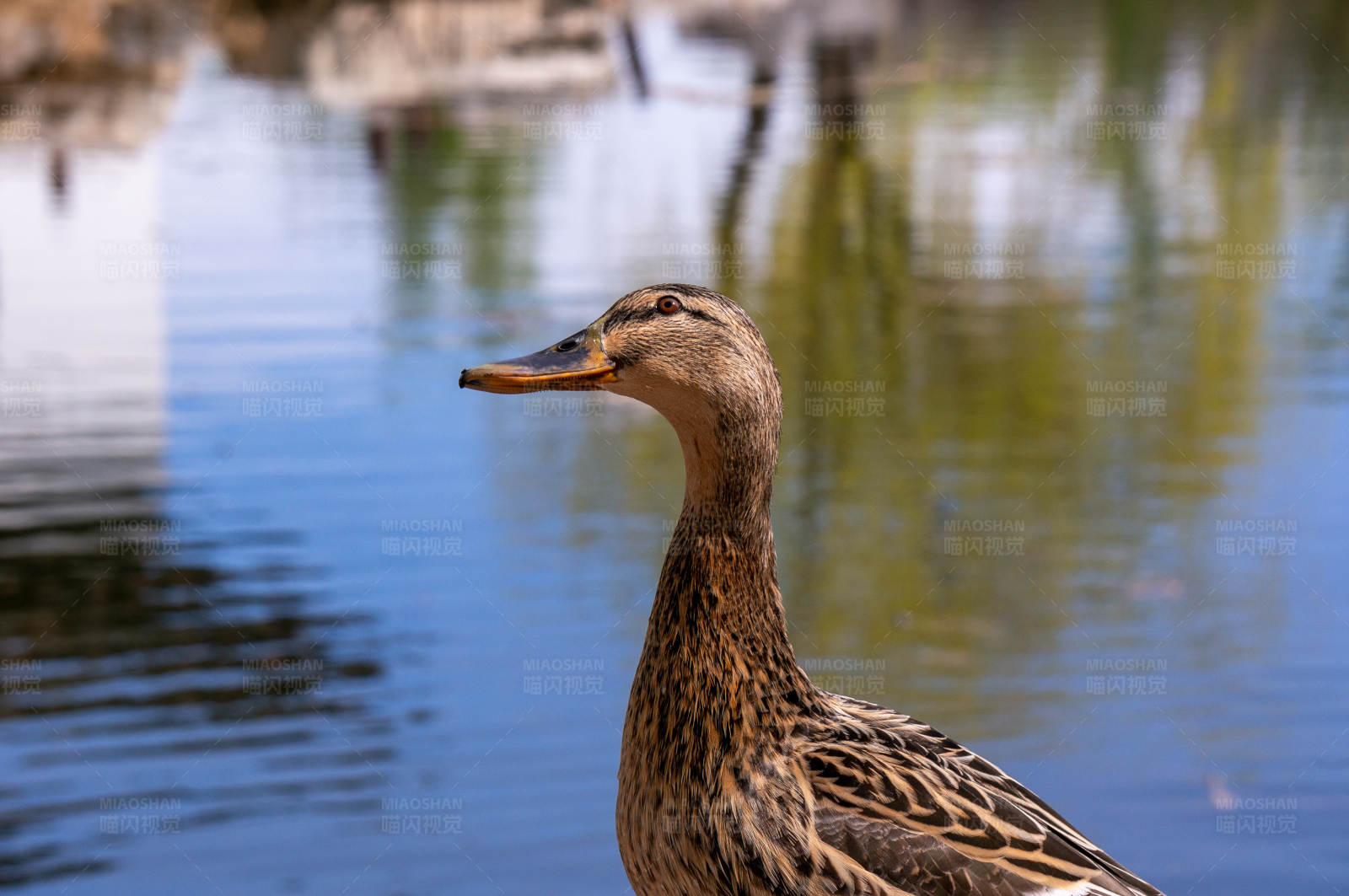 湖畔鸭子的宁静时光图片