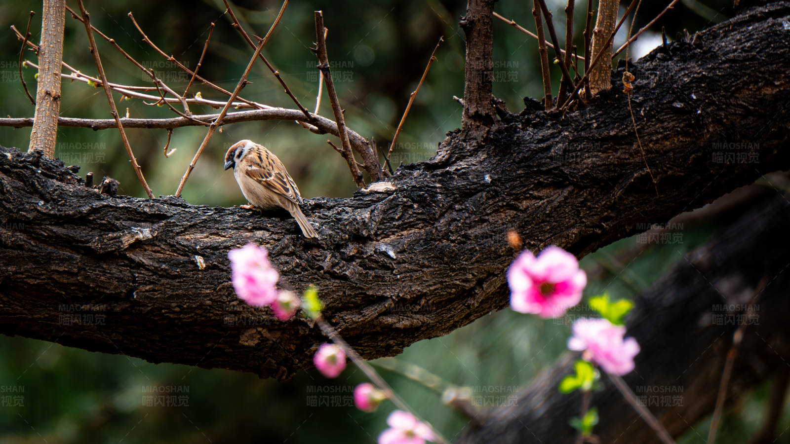 小鸟栖息在花间图片