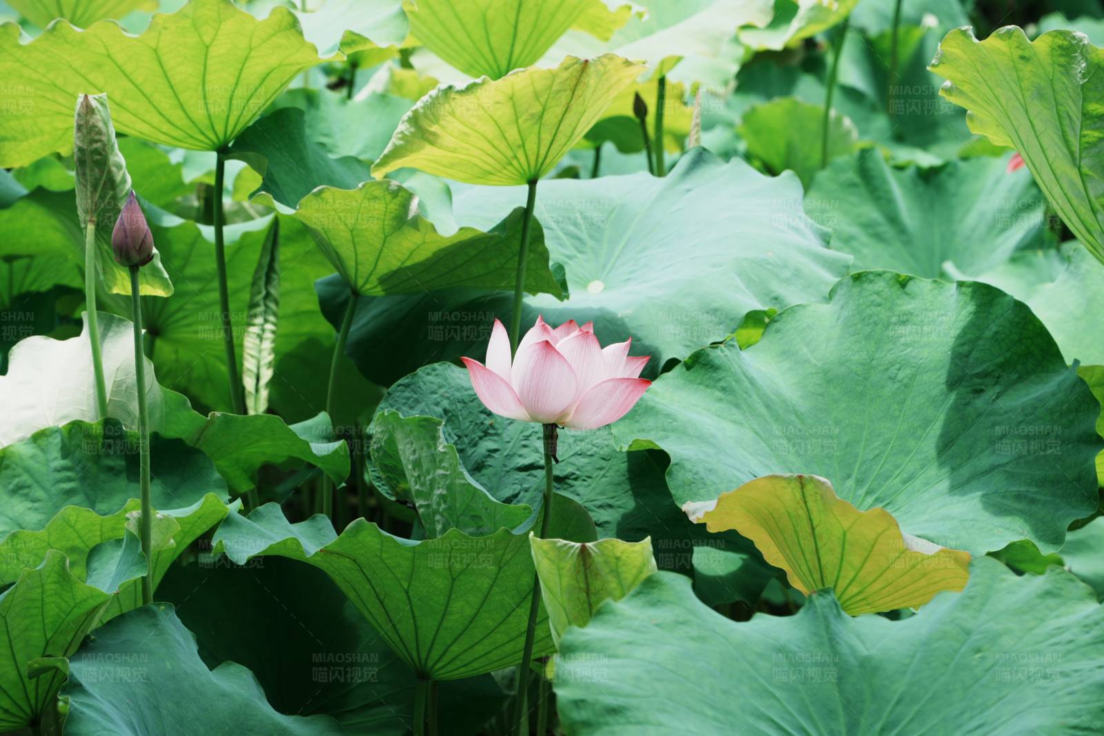 荷叶间的粉色莲花图片