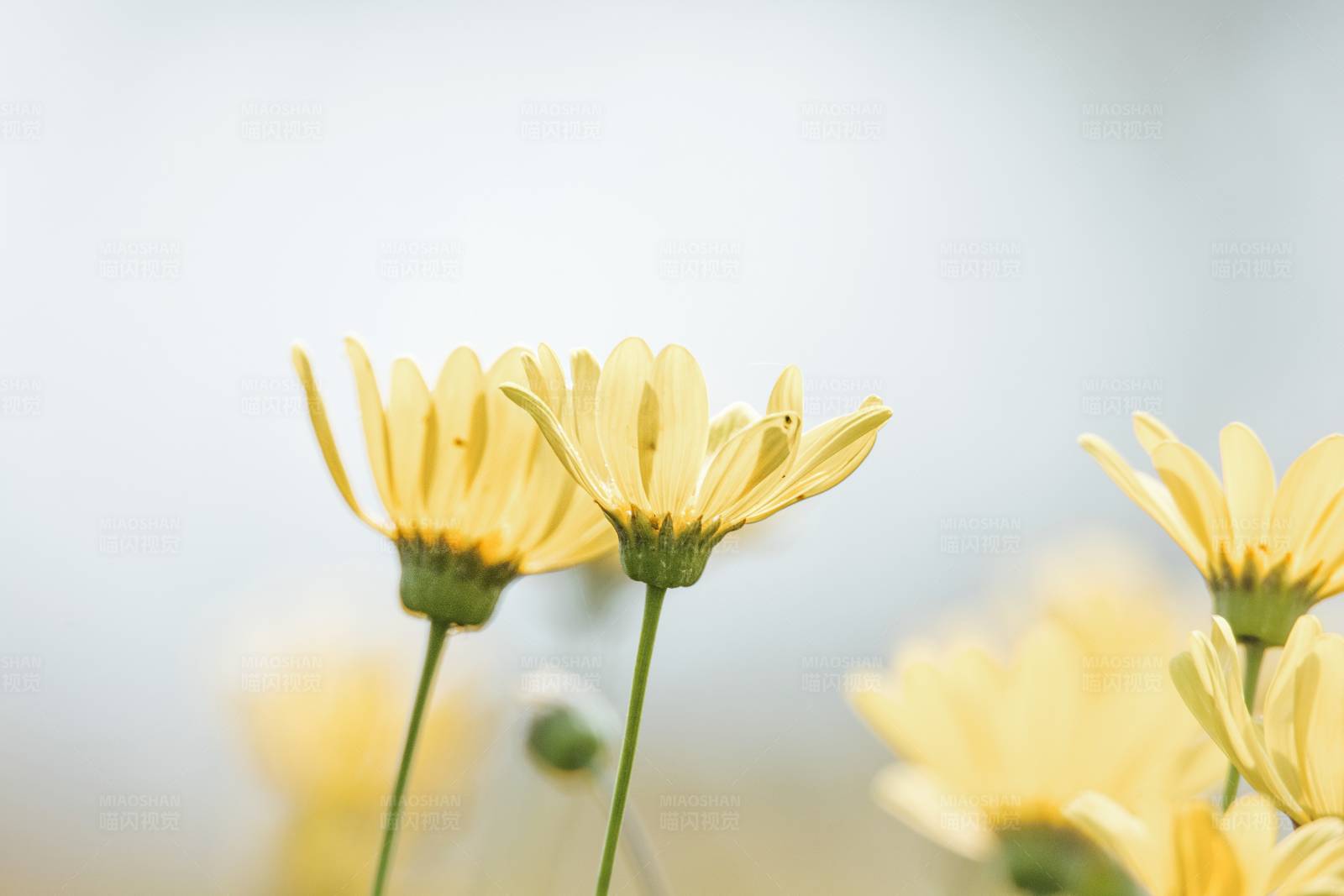 黄色雏菊的春天图片