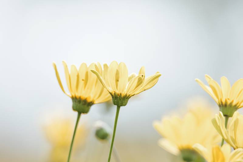 黄色雏菊的春天图片