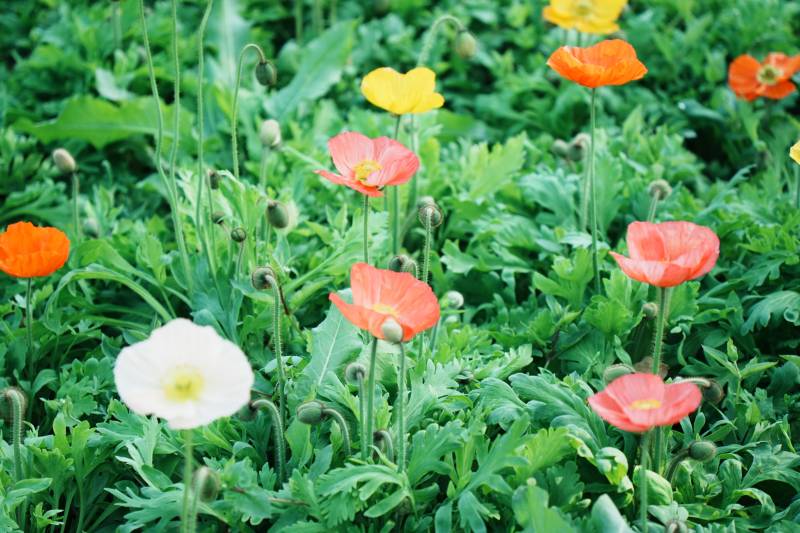 多彩虞美人花田图片