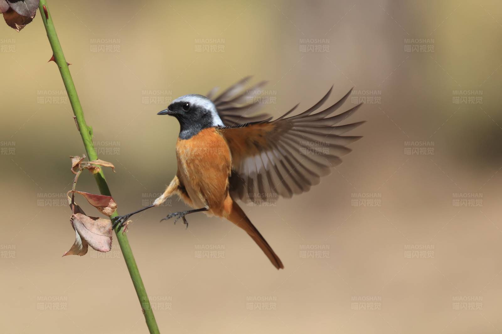 北红尾鸲（雄） 秦皇岛植物园图片