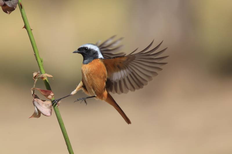 北红尾鸲（雄） 秦皇岛植物园图片