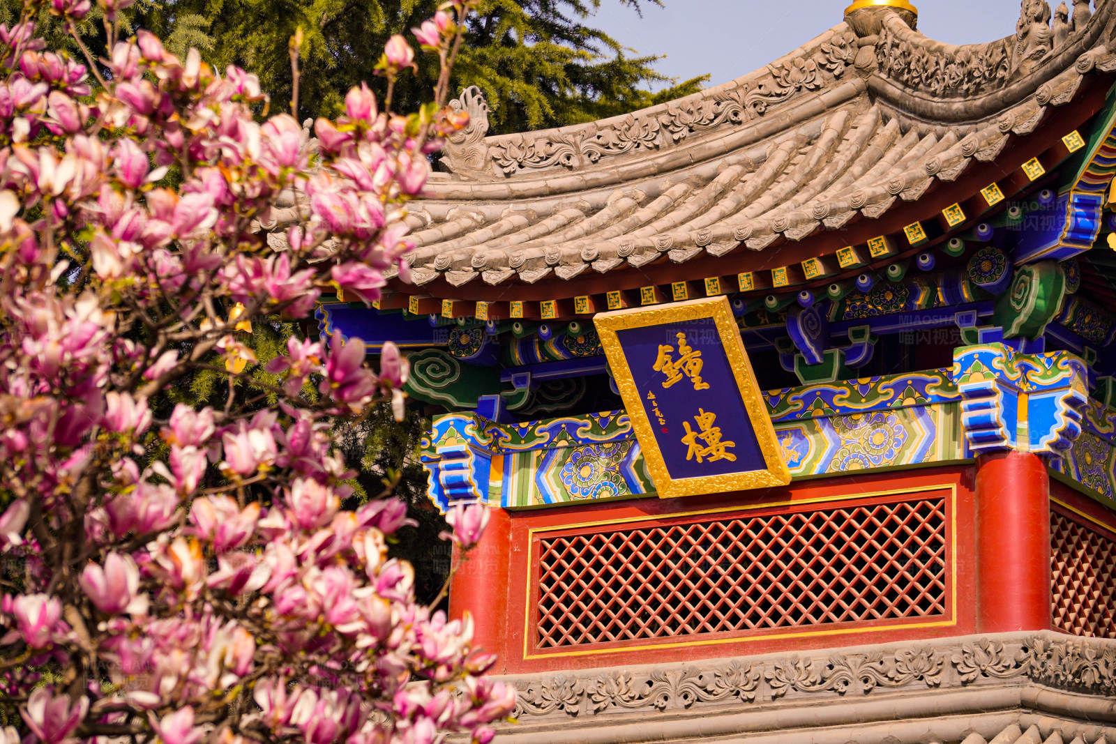 春日古寺花盛开图片