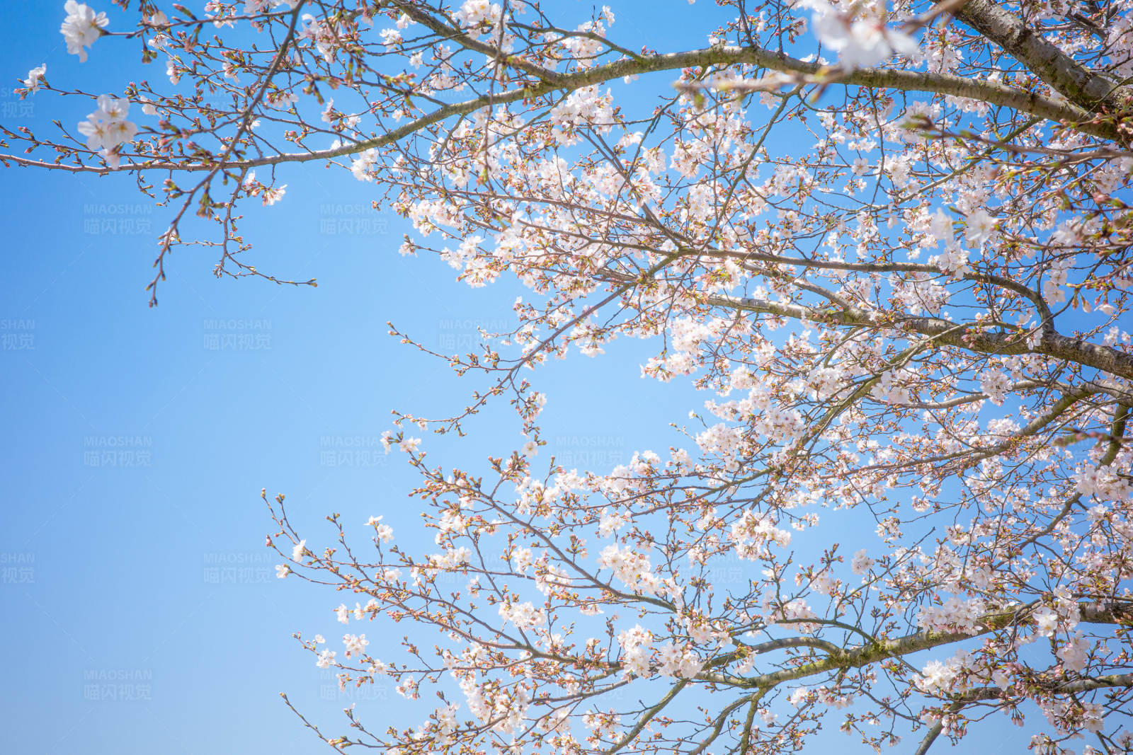 春日樱花绽放图片