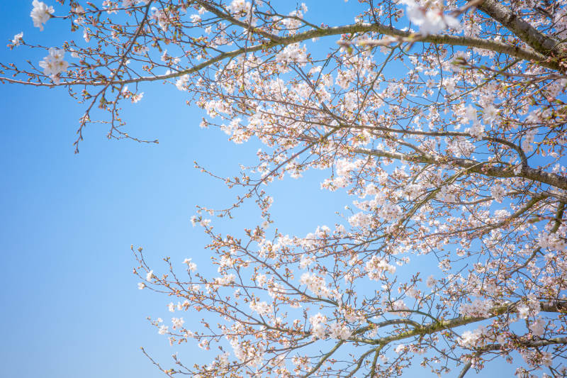 春日樱花绽放图片