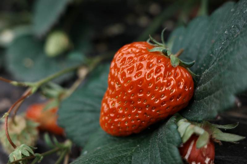 草莓在绿叶中图片