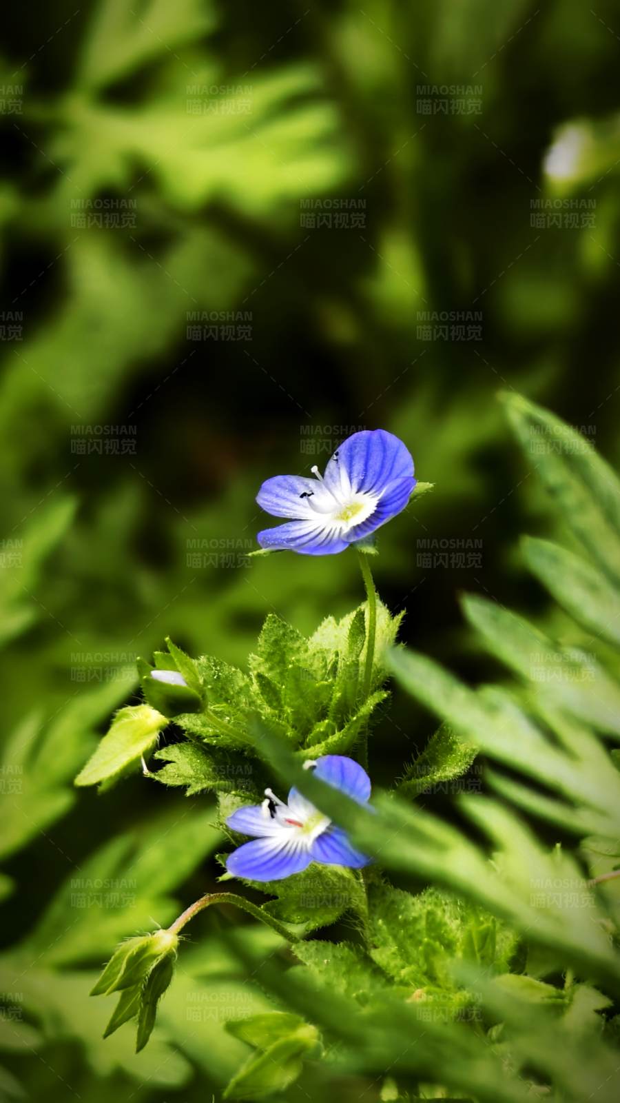 蓝色小花与绿叶图片