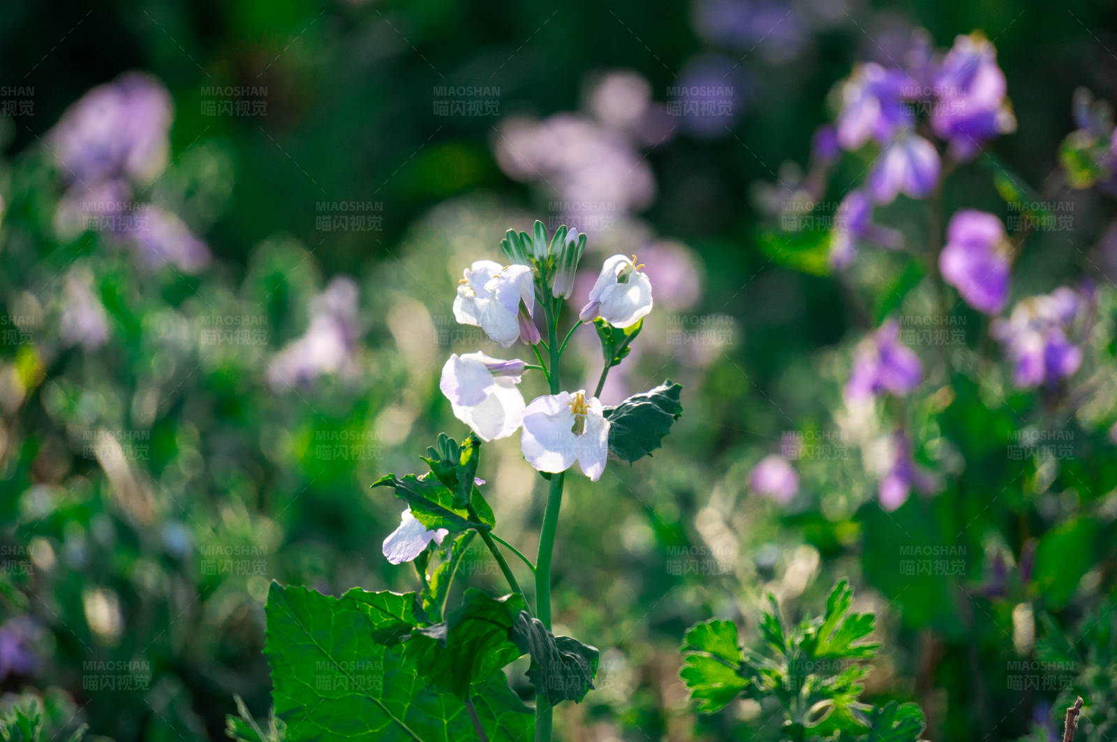 野花盛开在阳光下图片