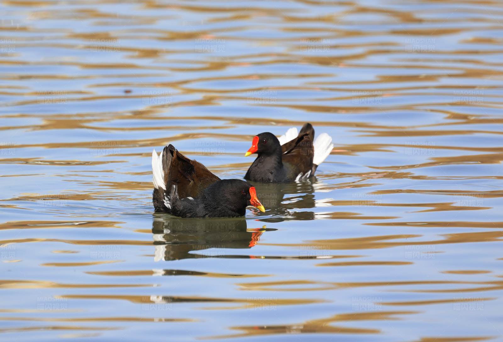 黑水鸡 北京玉渊潭图片