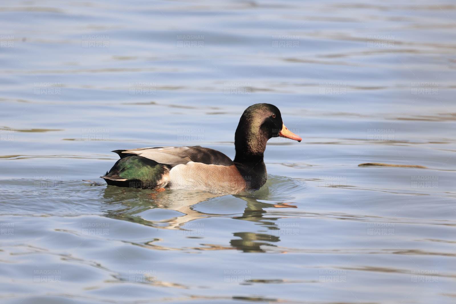 粉嘴潜鸭 北京玉渊潭图片