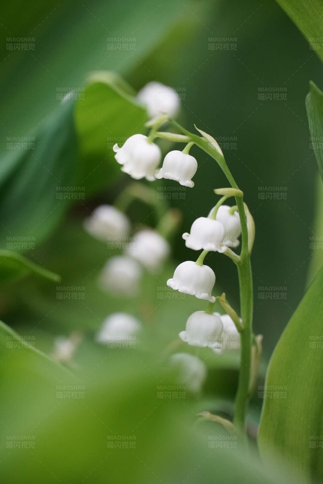 铃兰的白色花朵图片