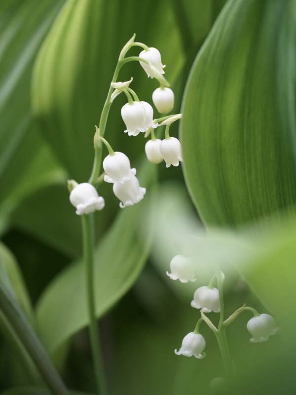 铃兰的美丽瞬间图片