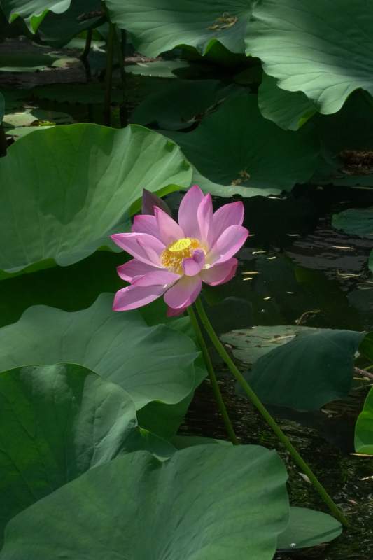池中独放的莲花图片