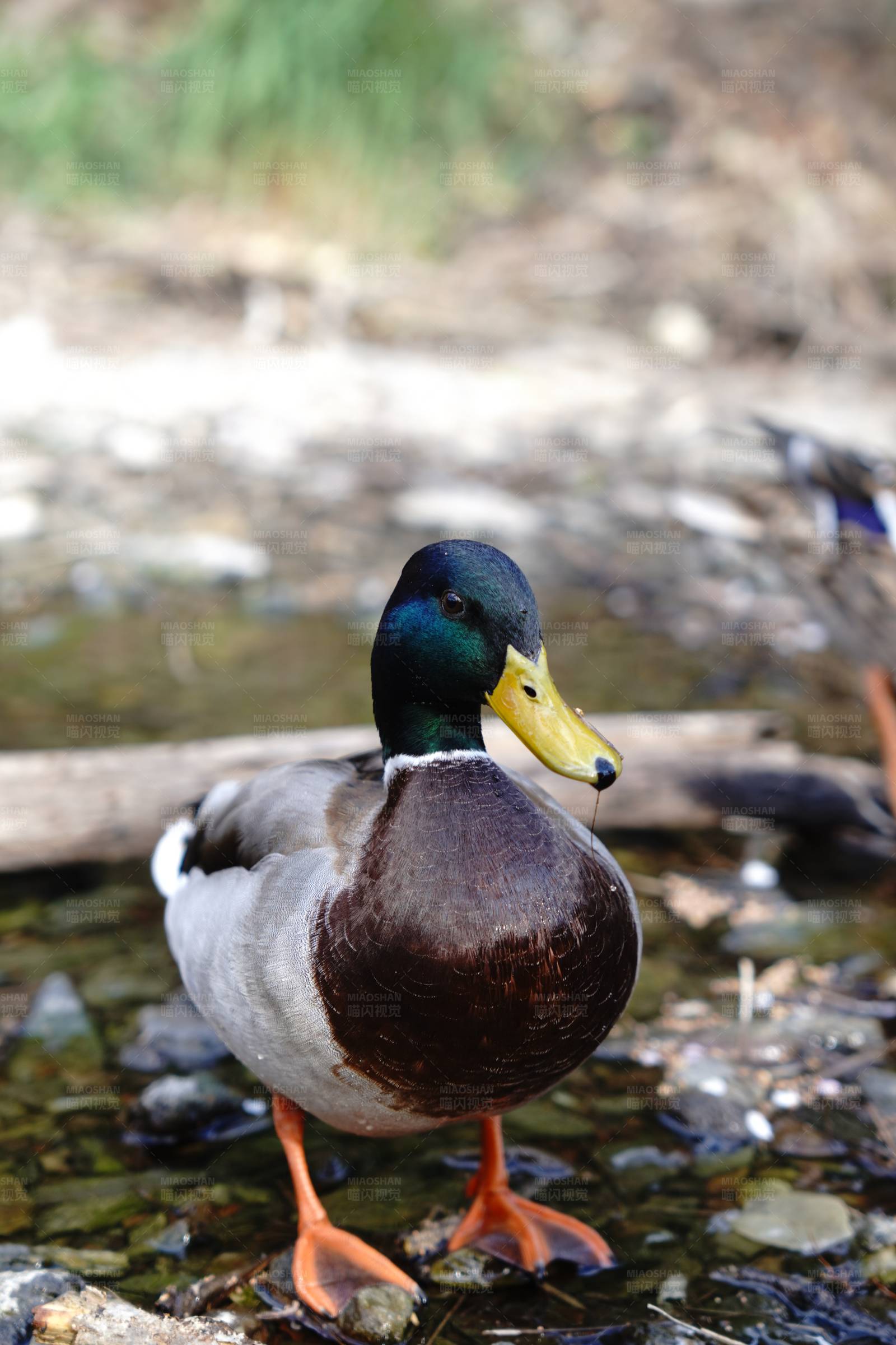 湖边的野鸭图片