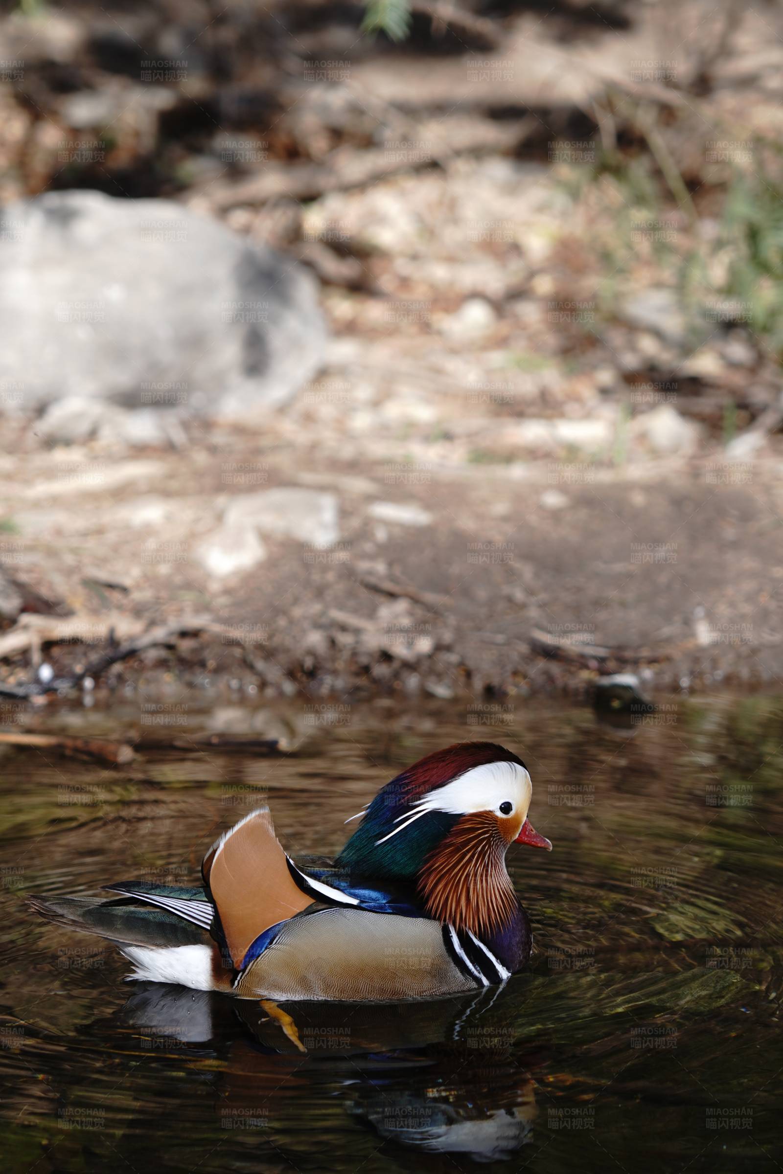 鸳鸯水中游图片