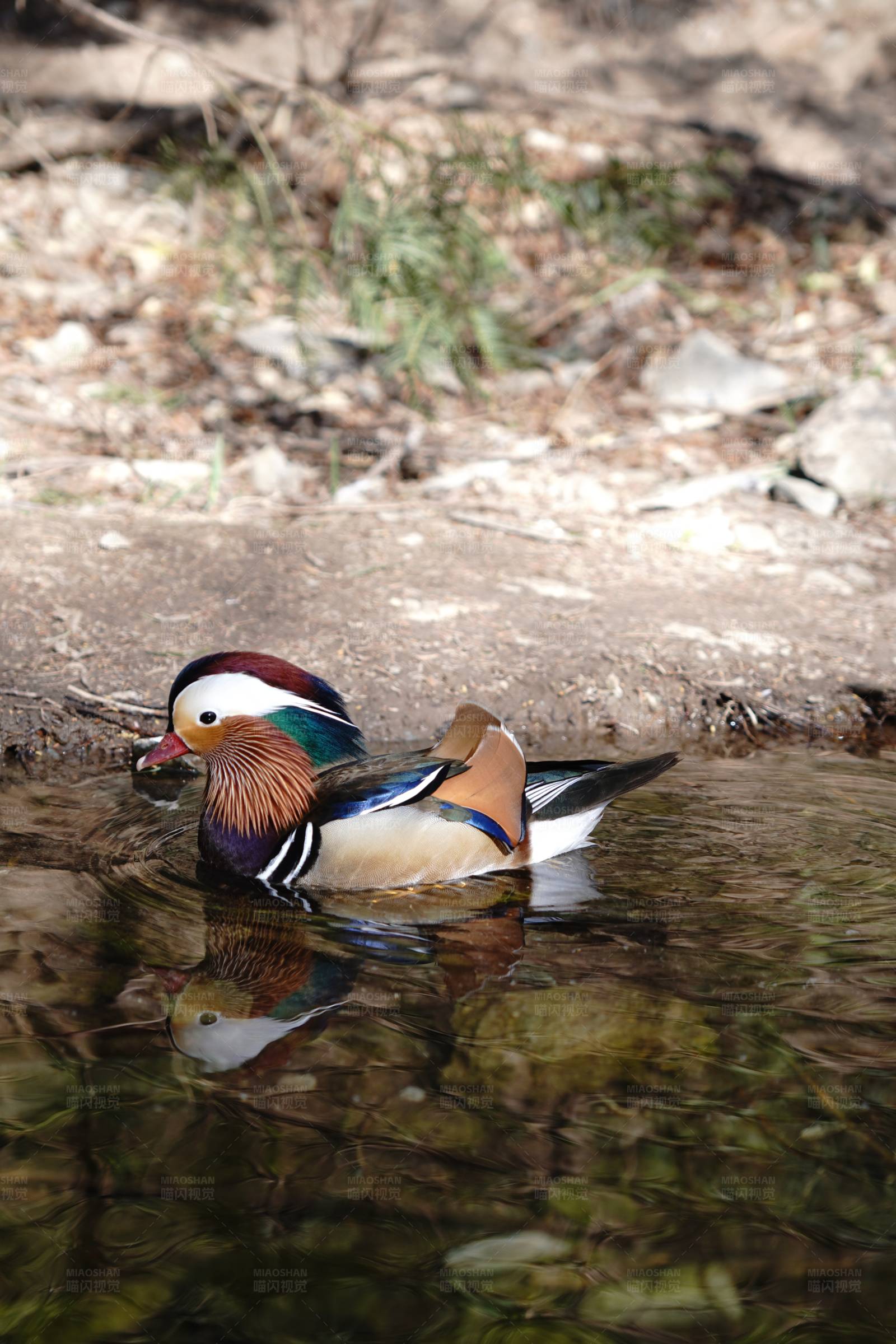 鸳鸯水中游图片