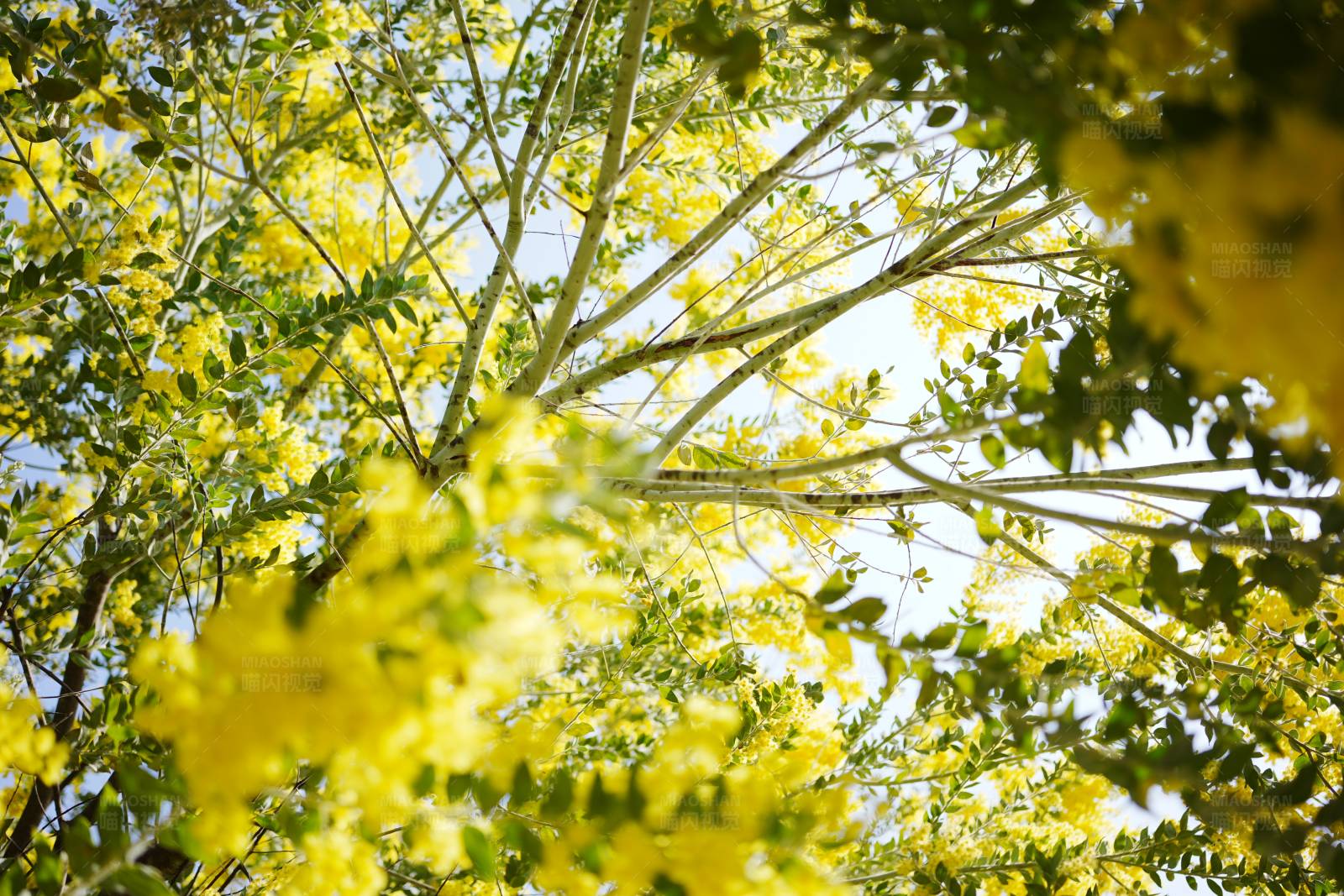 阳光下的黄花树图片