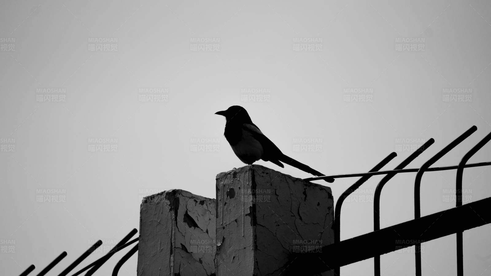 孤鸟栖栏图片