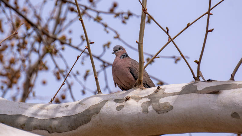 鸽子栖息在树枝上图片
