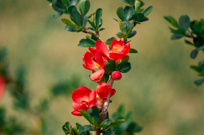 红花绿叶 春意盎然图片