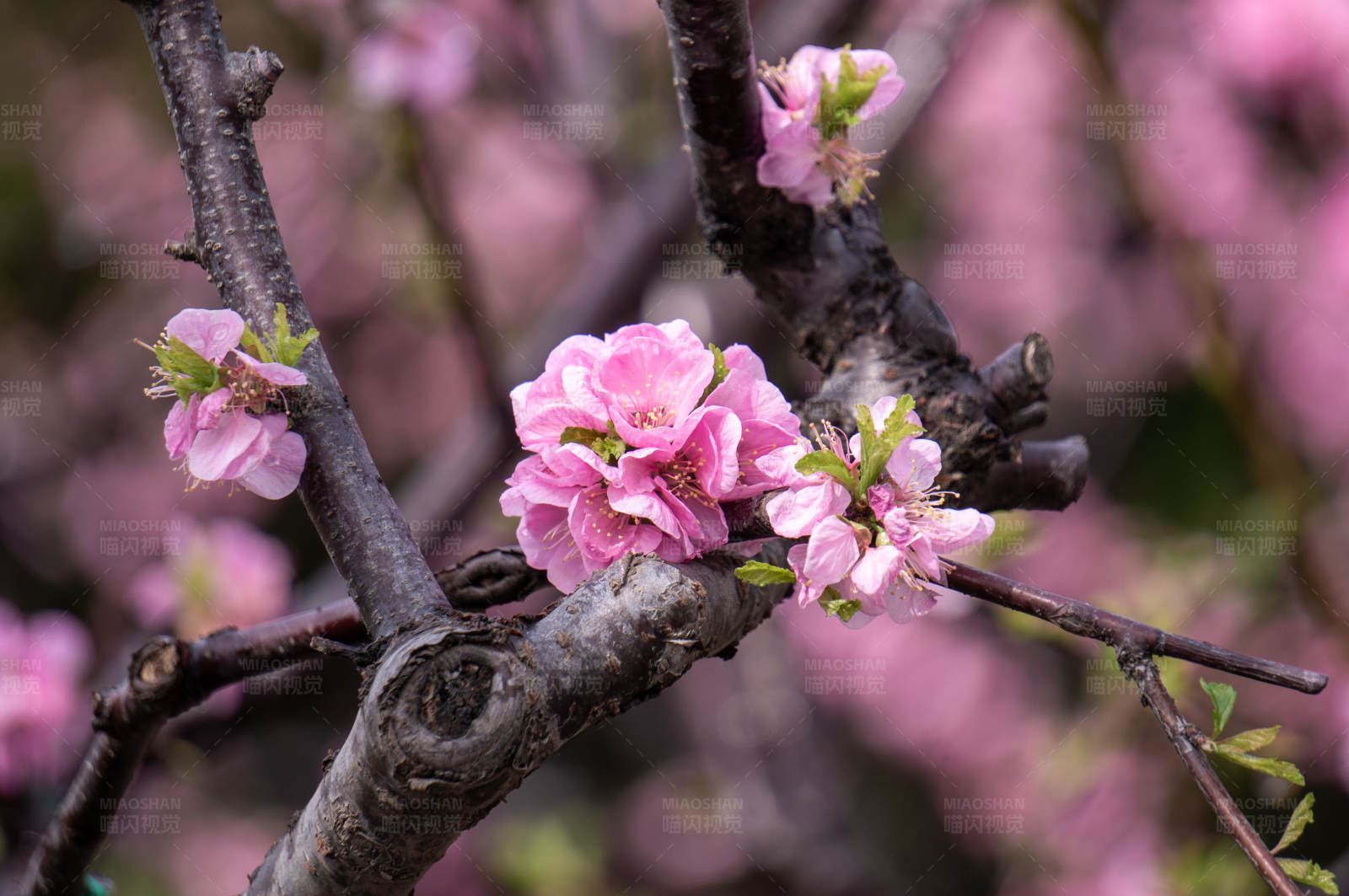 春日桃花盛开图片