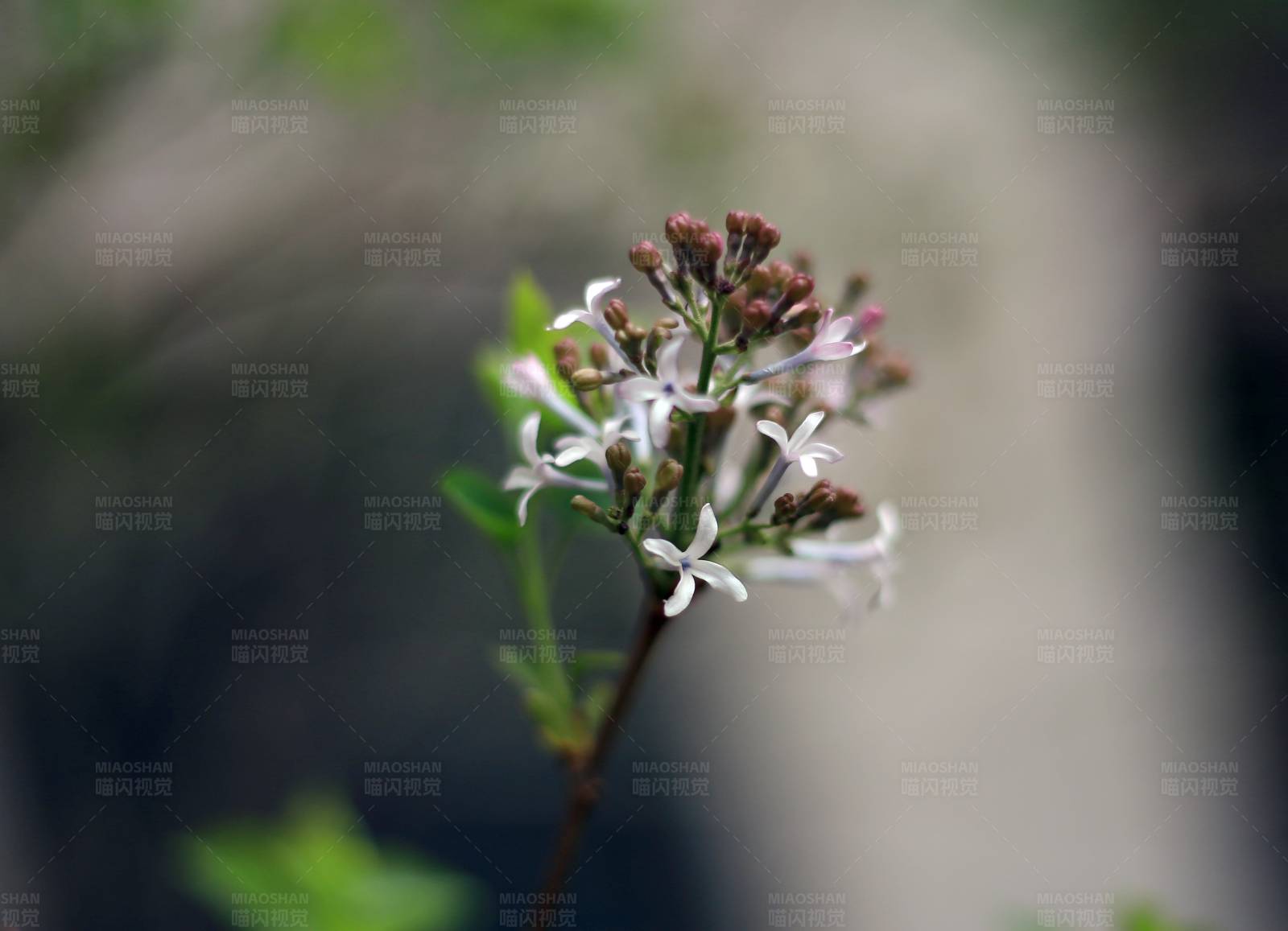 野花绽放图片