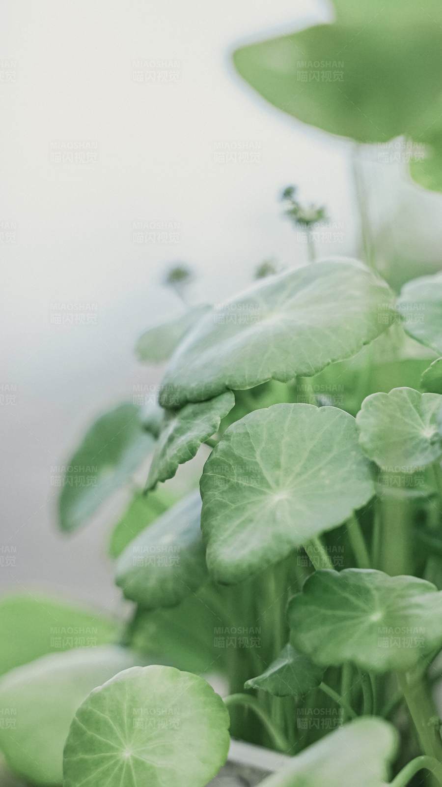 绿叶植物特写图片