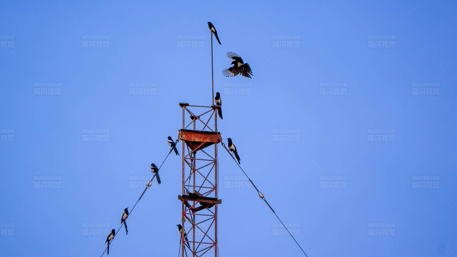 鸟儿栖息在高塔上图片