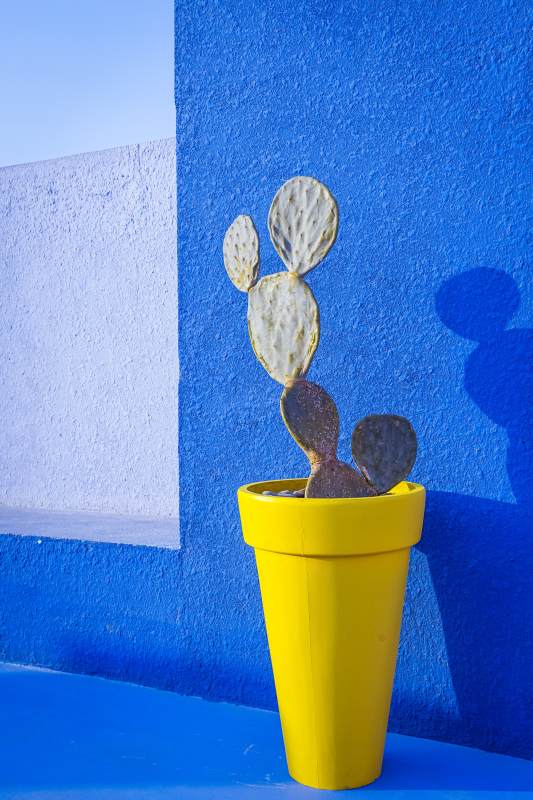 黄色花盆里的仙人掌图片