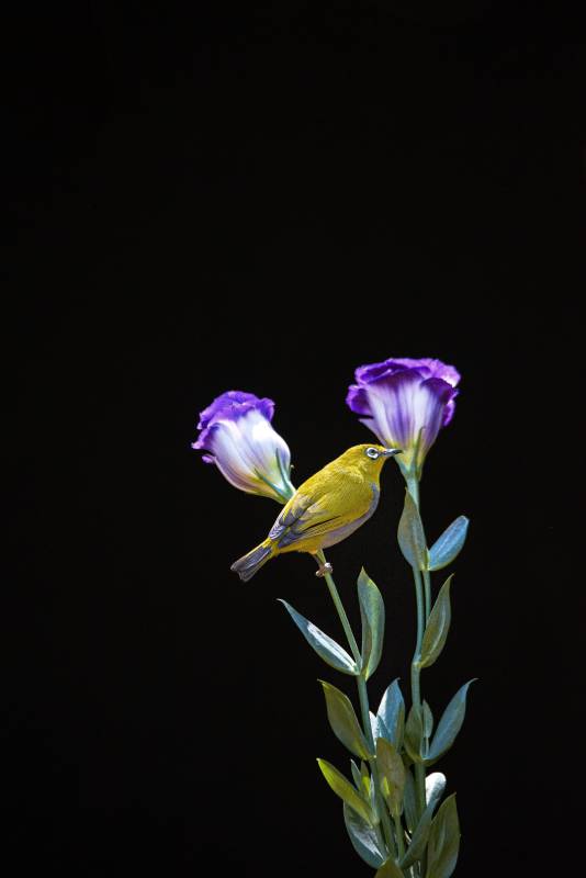 绣眼鸟栖息在花枝上图片