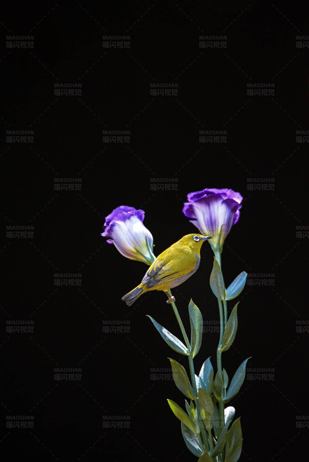 绣眼鸟栖息在花枝上图片