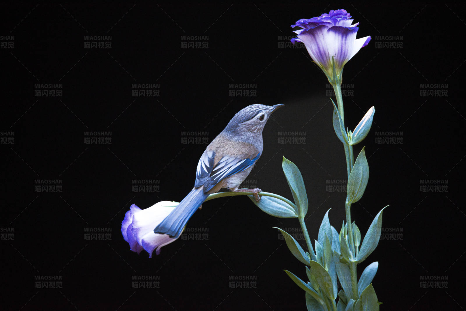 蓝鸟栖花间图片