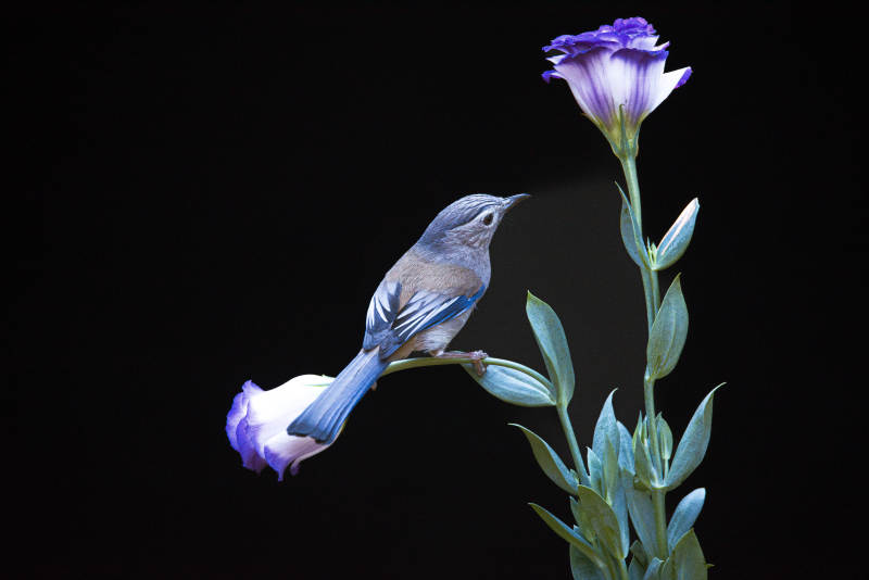 蓝鸟栖花间图片