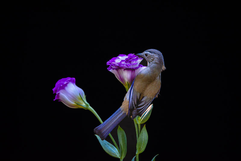 鸟儿与紫花的静谧美图片