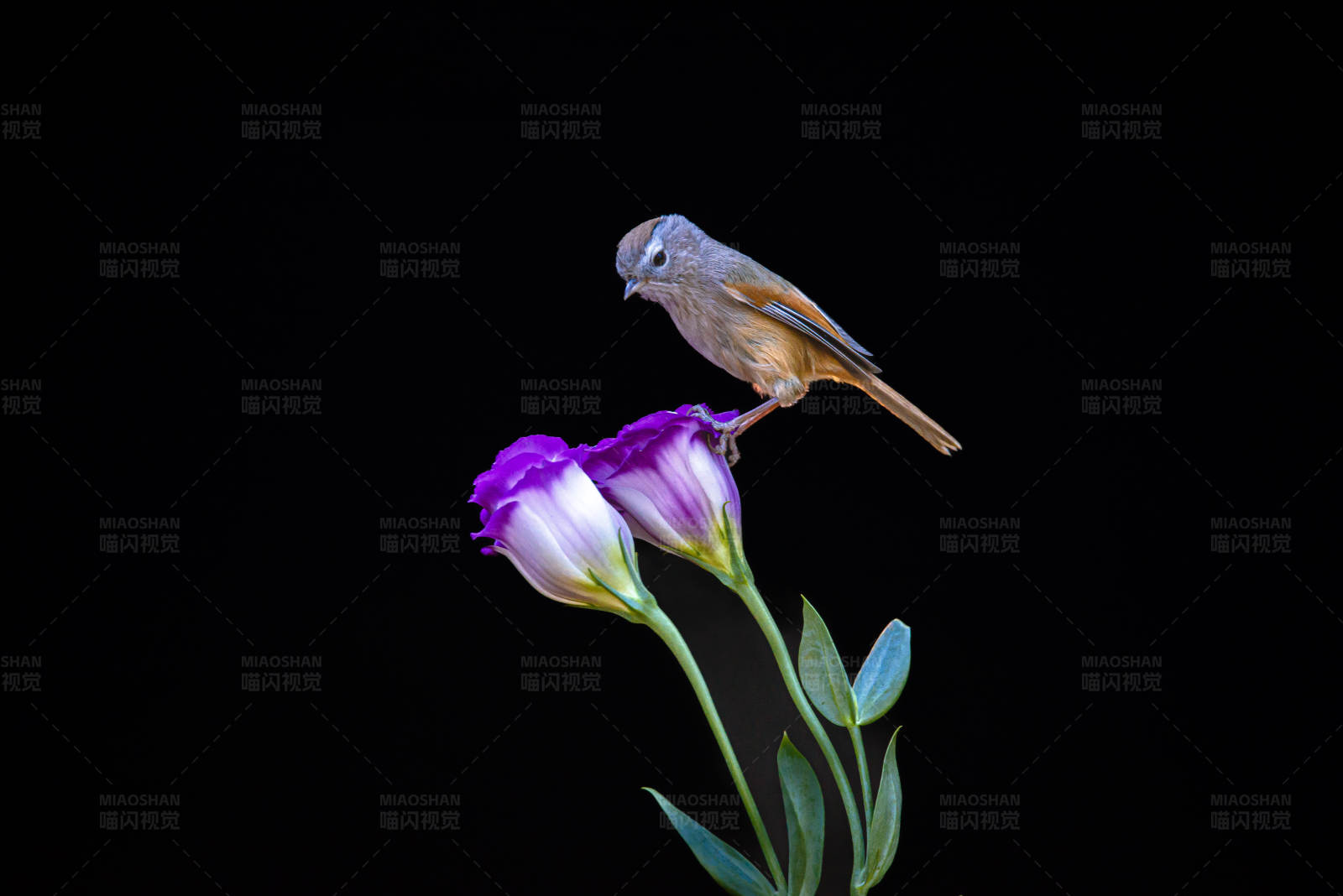 鸟儿栖息于花上图片