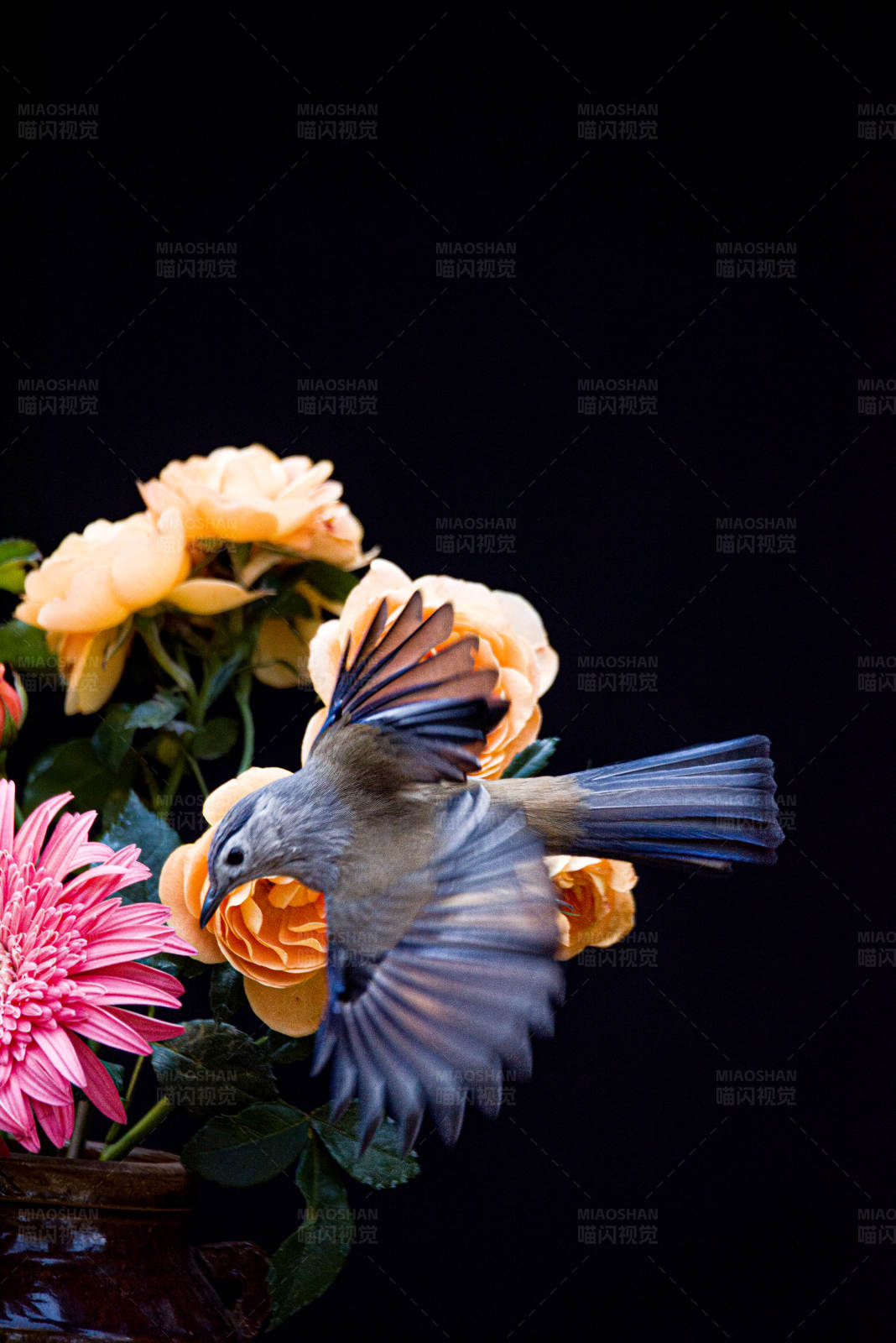 鸟儿与花的美丽瞬间图片