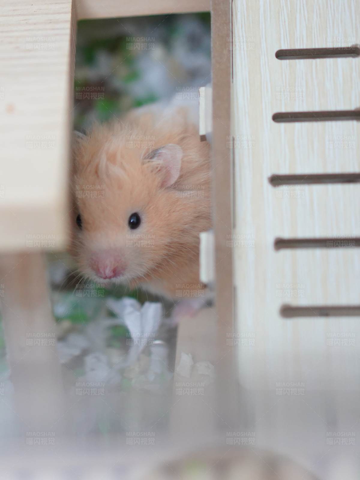 仓鼠探头图片