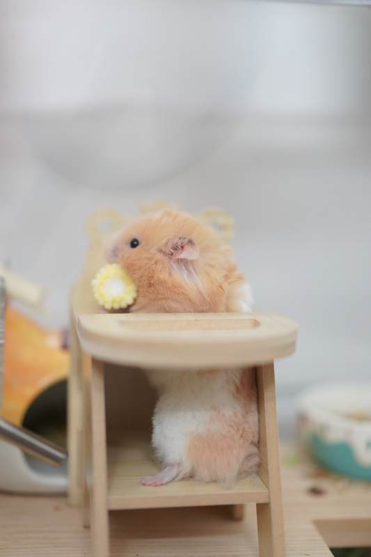 小仓鼠的餐桌时光图片