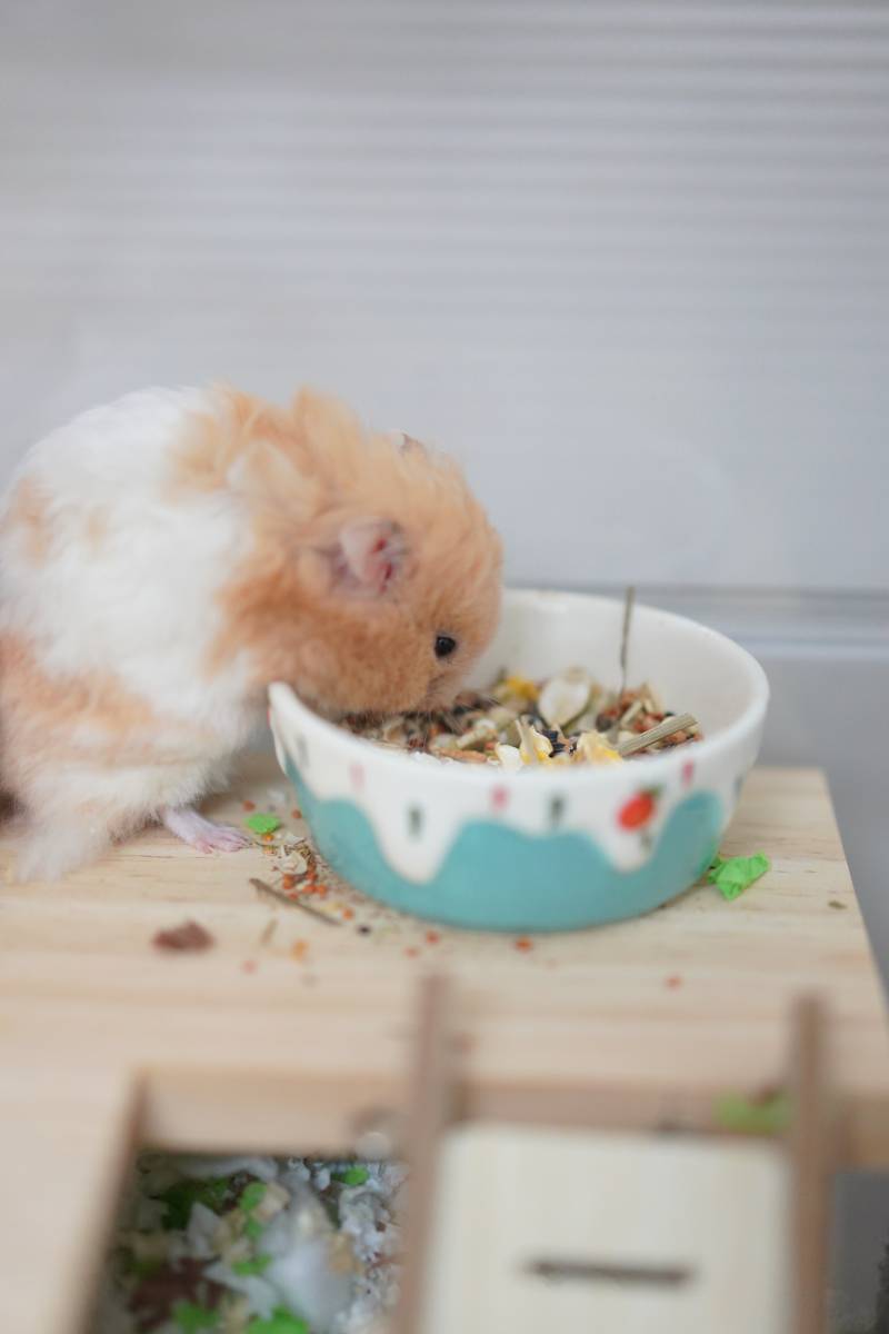 小仓鼠的美食时间图片