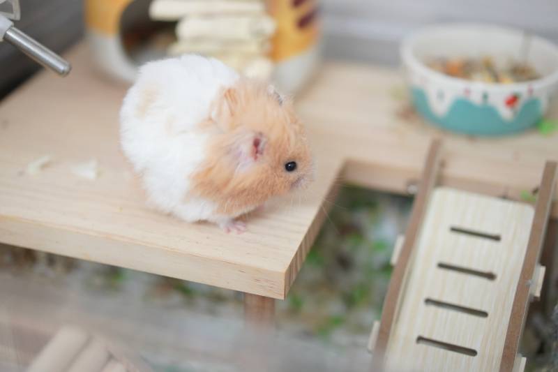 小仓鼠的木制游乐场图片