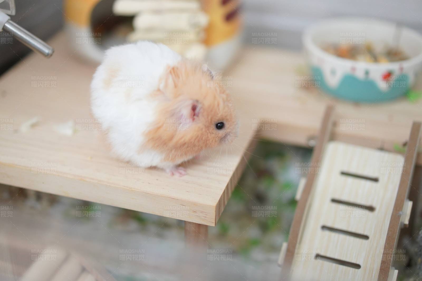 小仓鼠的木制游乐场图片
